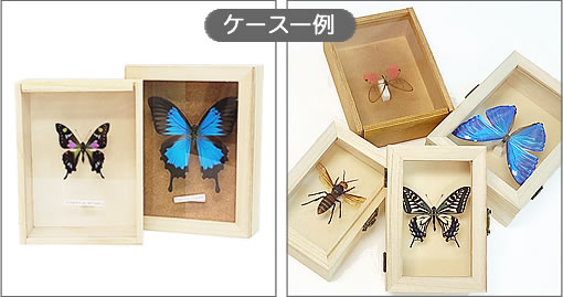 アドニスモルフォ , タテハ蝶科標本 , 蝶の標本 販売・通販の