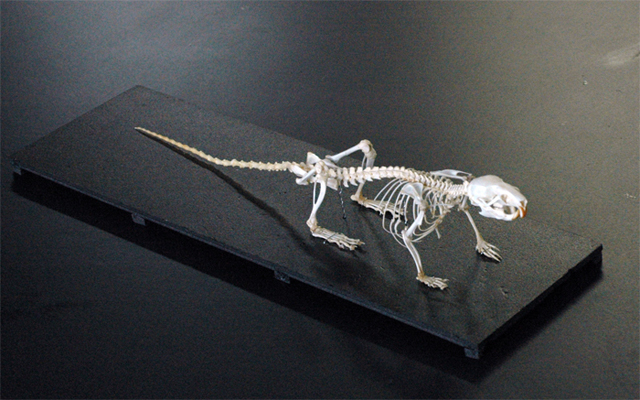 マウス ねずみ 全身骨格標本 マウス ネズミ 骨格標本