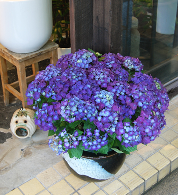 ハイドランジア・ディープパープル - Collection : コレクション - NEO