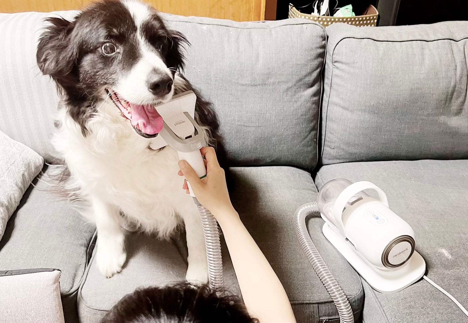 ペットの毛掃除に掃除機はいらない】ペット用グルーミングセット