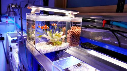日海センター かんたん槽NK-90 世界のとれたて海水魚(通信販売)の日海
