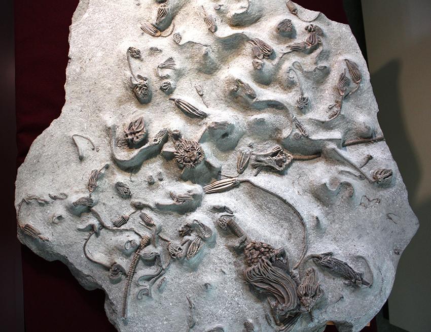 おうちで名大博物館 | 資料・メディア | 名古屋大学博物館