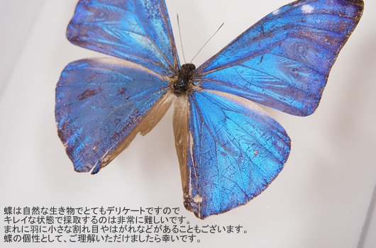 ヘレノールモルフォ , タグ「new」 , 蝶の標本 販売・通販のNatureShop