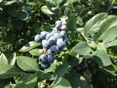 新品種のご案内について/ブルーベリー苗木販売の大関ナーセリー