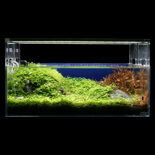 レイアウト水槽参考データ[熱帯魚ショップパウパウアクアガーデン]