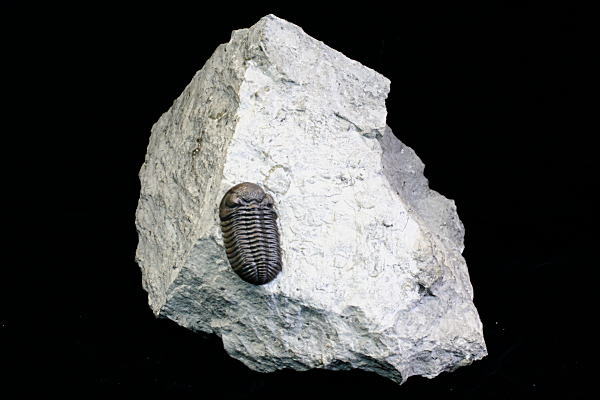 化石・鉱物・隕石・地学標本の専門商社 プラニー商会