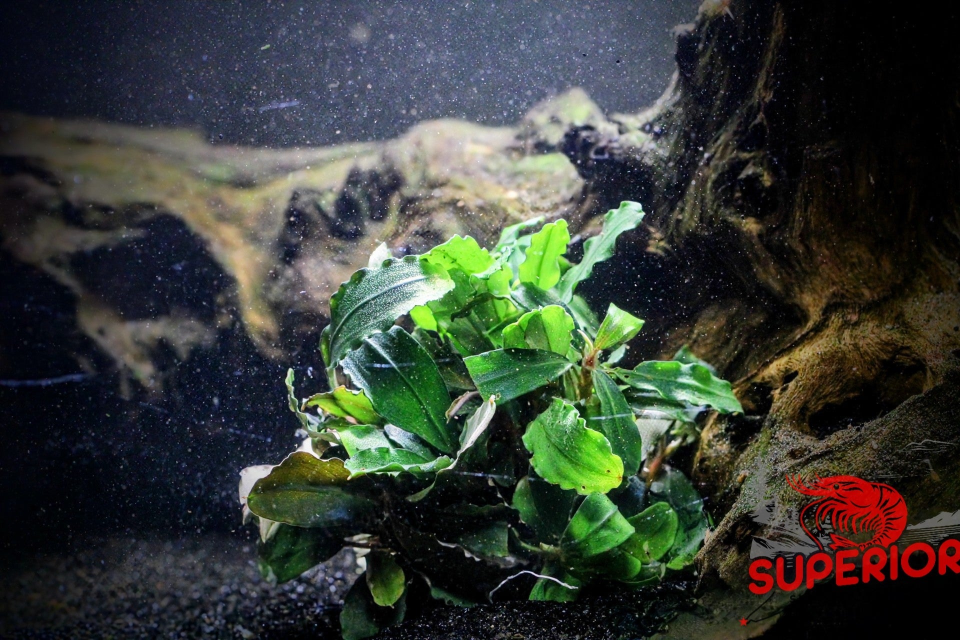 Bucephalandra Brownie 