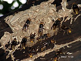 モンスズメバチの巣を襲うオオスズメバチ