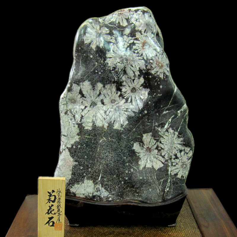 根尾谷 天然菊花石 特別天然記念物【根尾谷の菊花石（きっかせき）】の