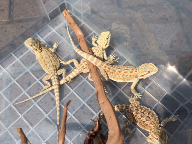 ヘビ、トカゲ、カメ、爬虫類、両生類、小動物、毒グモ、昆虫などの