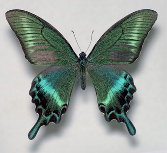 北海道産 ミヤマカラスアゲハ オス 1匹 異常型】ミヤマカラスアゲハ