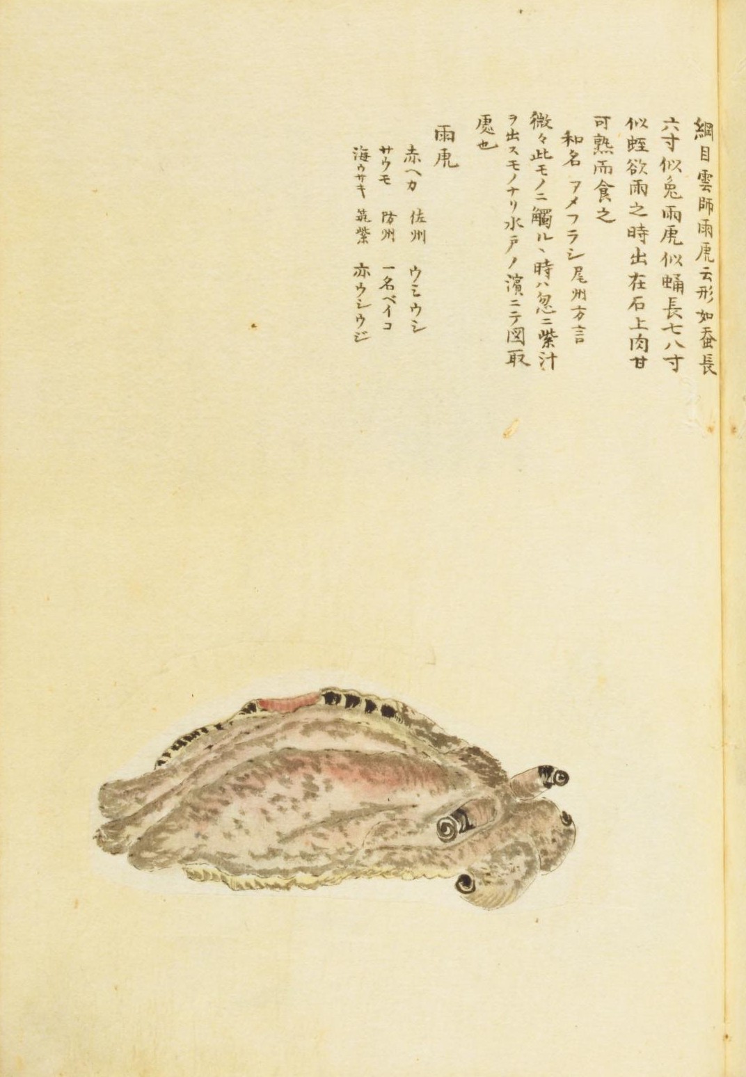 地球 絶滅昆虫記 の挿絵 四本充氏の原画④ 地球絶滅昆虫記の挿絵① 四
