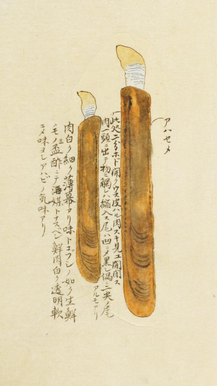 地球 絶滅昆虫記 の挿絵 四本充氏の原画② 地球 絶滅昆虫記 の挿絵 四