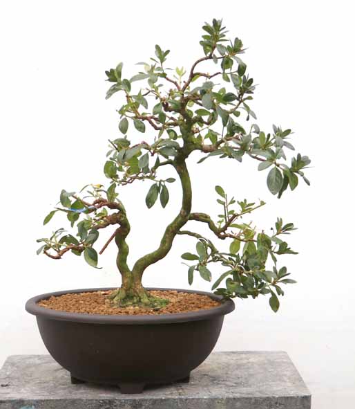 幹周 7cm未満 : ヤマカ園芸, 皐月販売