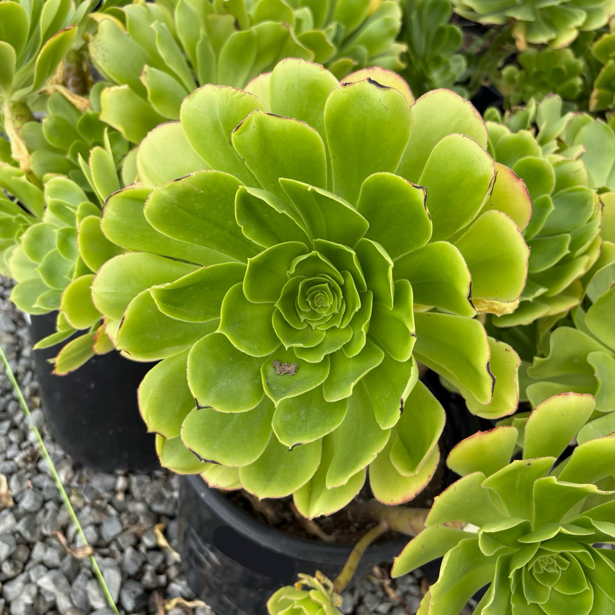 翡翠莲花掌| 巨大层叠绿莲座灌木| 强健耐半阴| 庭院结构背景植物优选