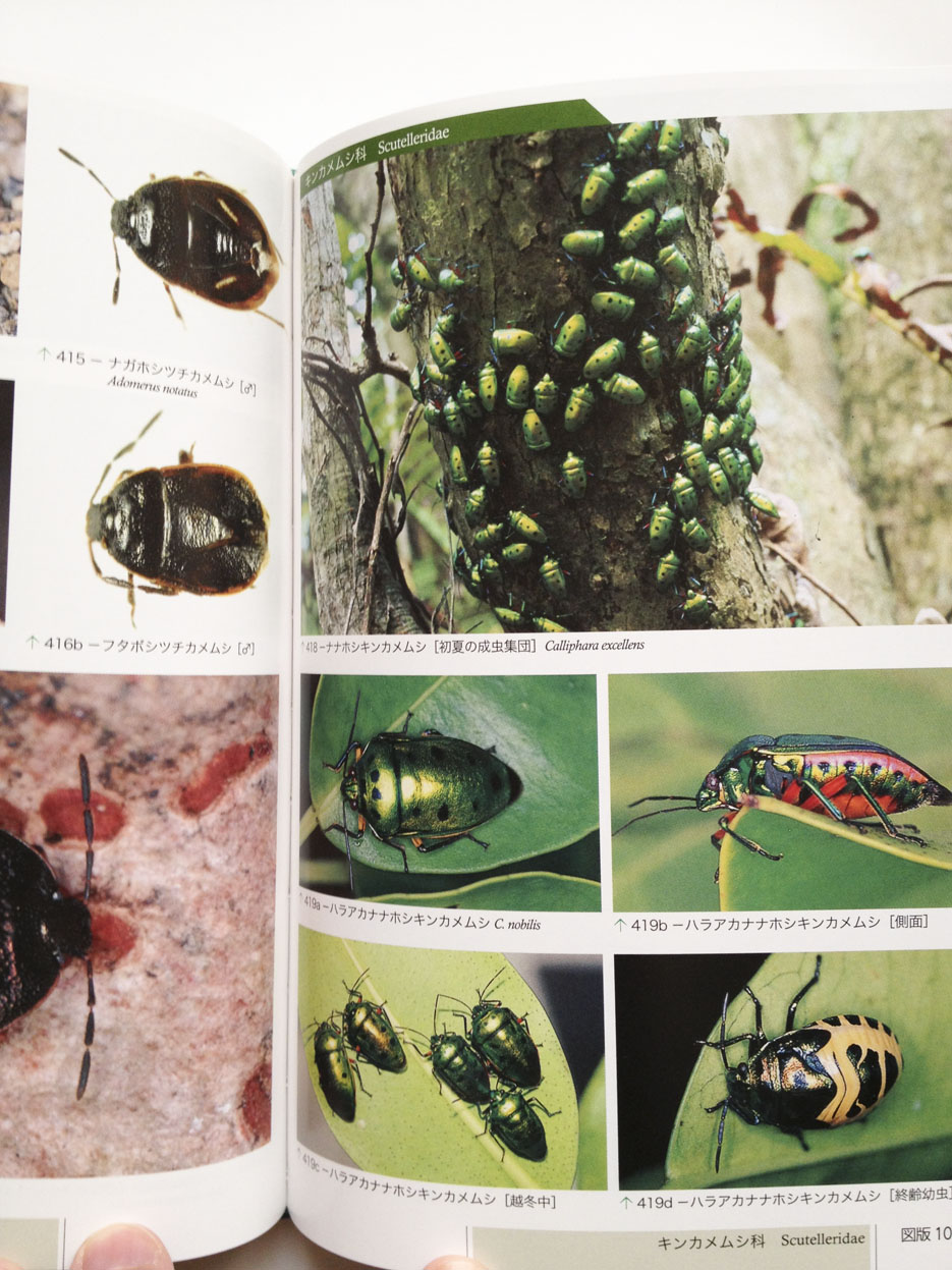 日本原色カメムシ図鑑第3巻」書評（2012.12.5追記）: klingen lassen