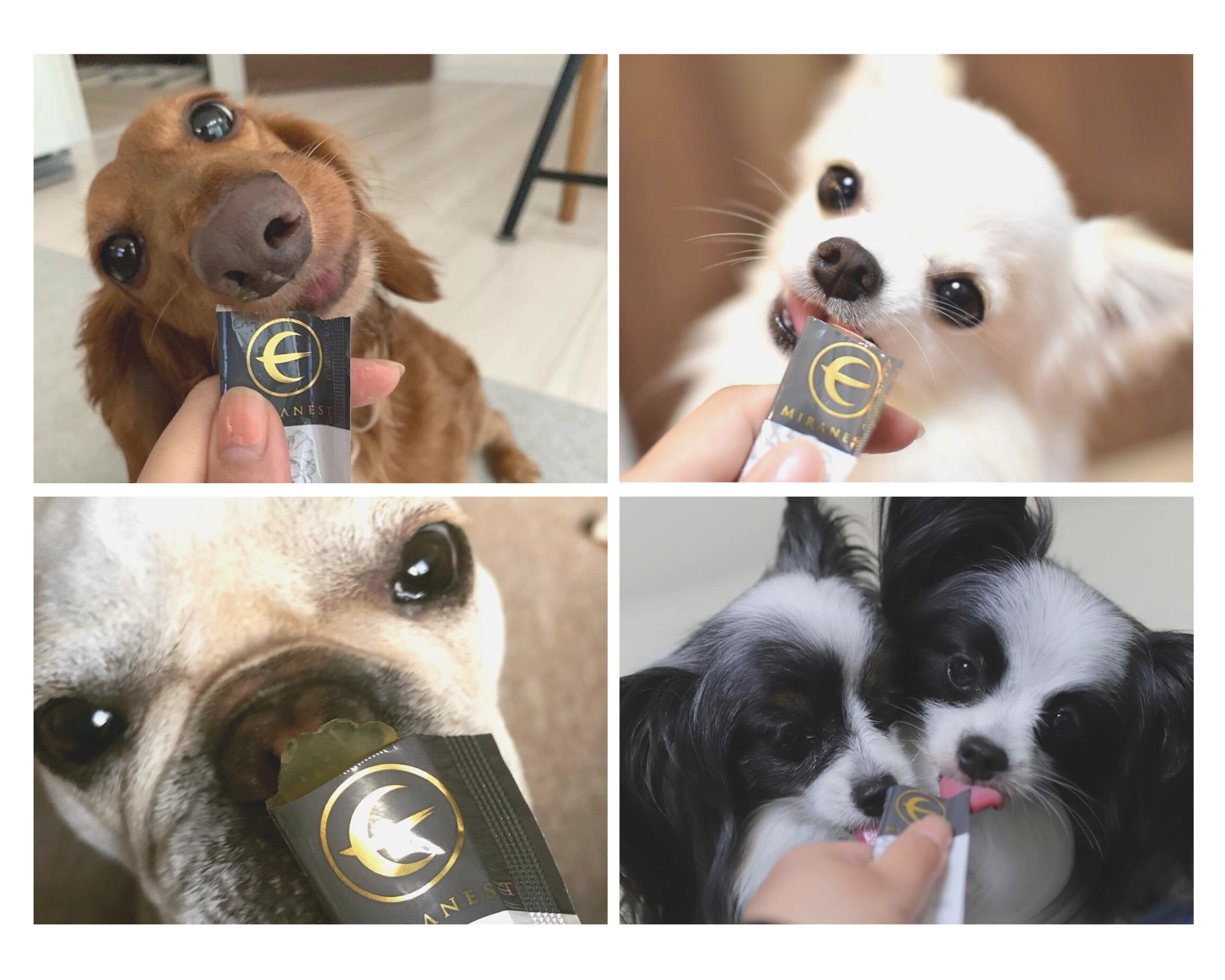 ミラネストゼリースティック FOR DOG 発売のお知らせ | MIRANEST