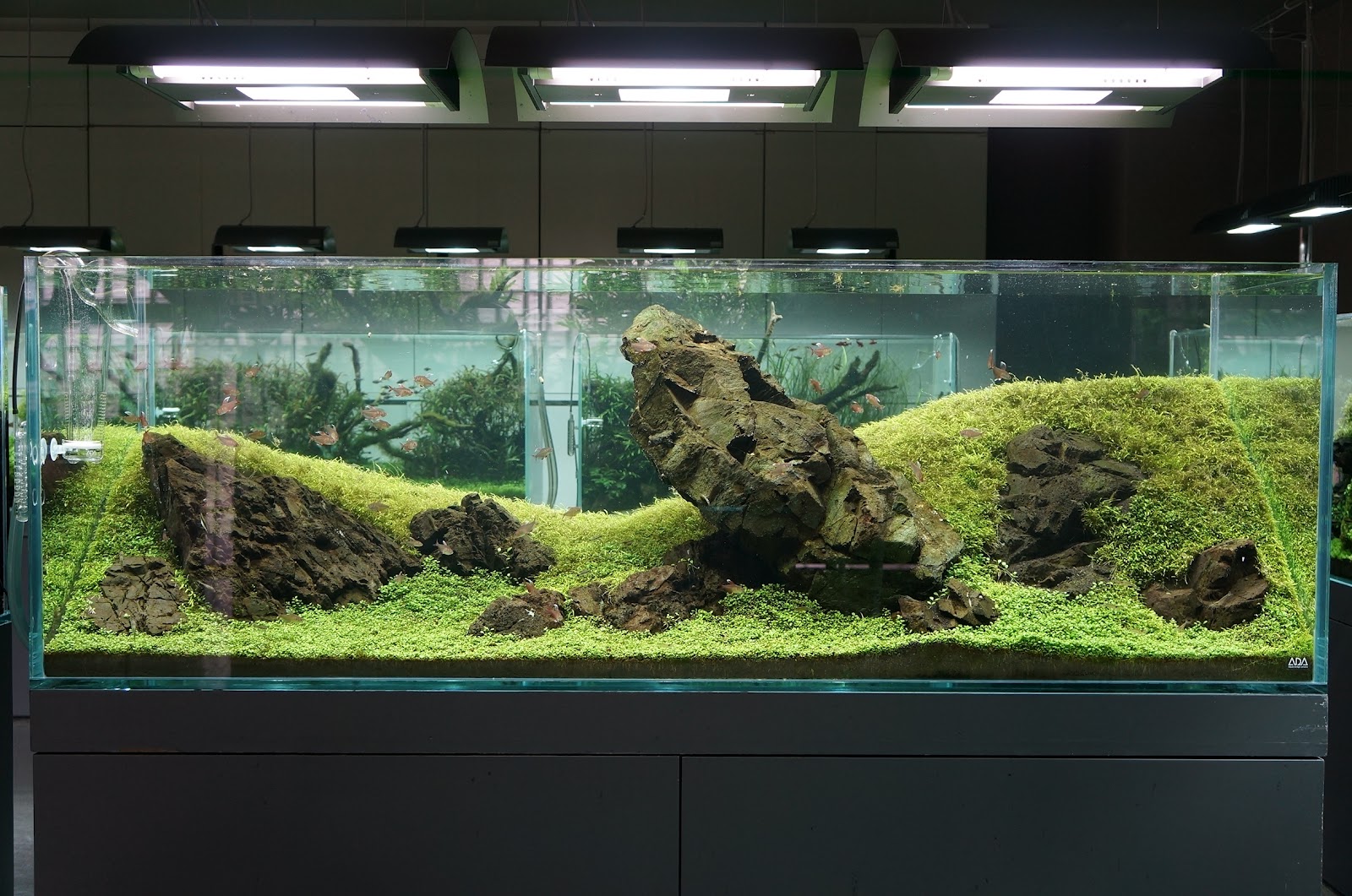 もりぞう様 ADA 龍王石 親石 【公式通販】