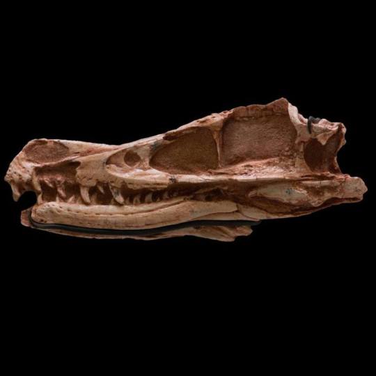 American Museum of Natural History — This Fossil Friday, take an