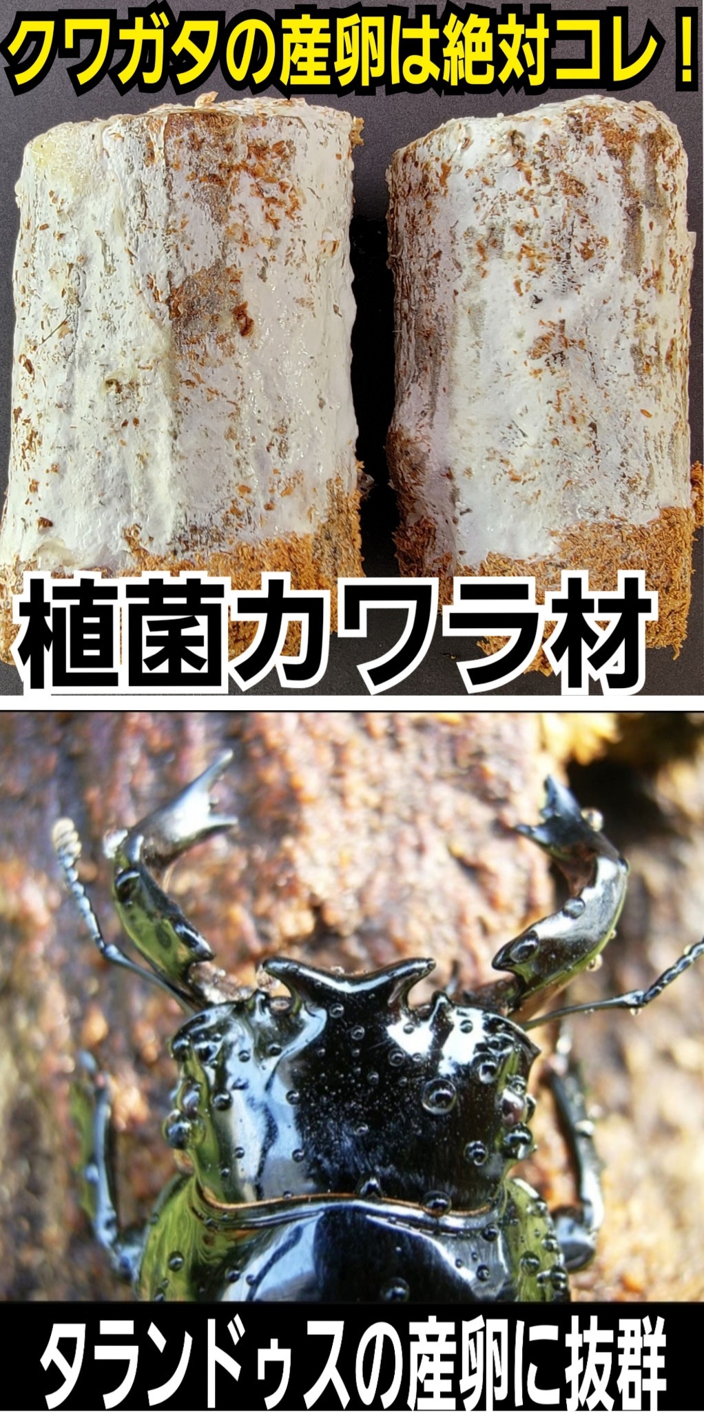 極上！植菌カワラ材【2本】クワガタの産卵にはコレが最強です！