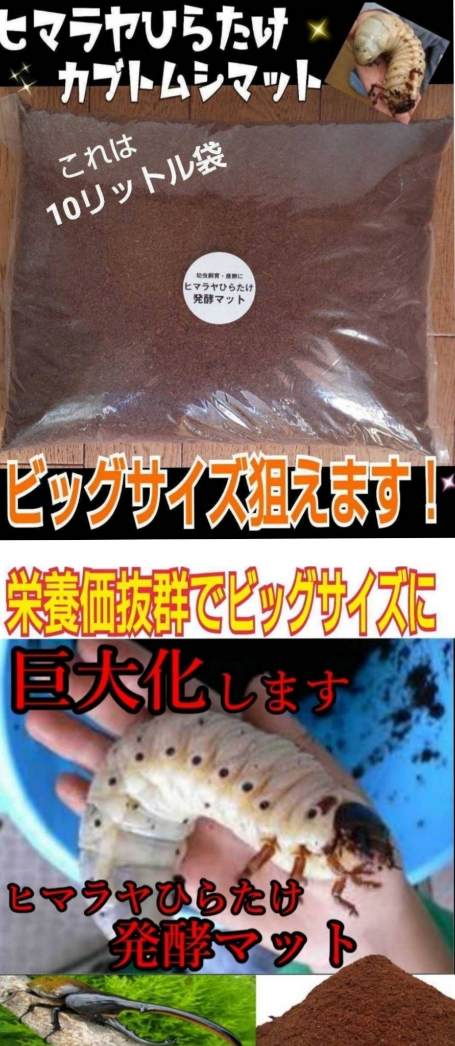 改良版】カブトムシの幼虫の餌、産卵に！ヒマラヤひらたけ発酵マット