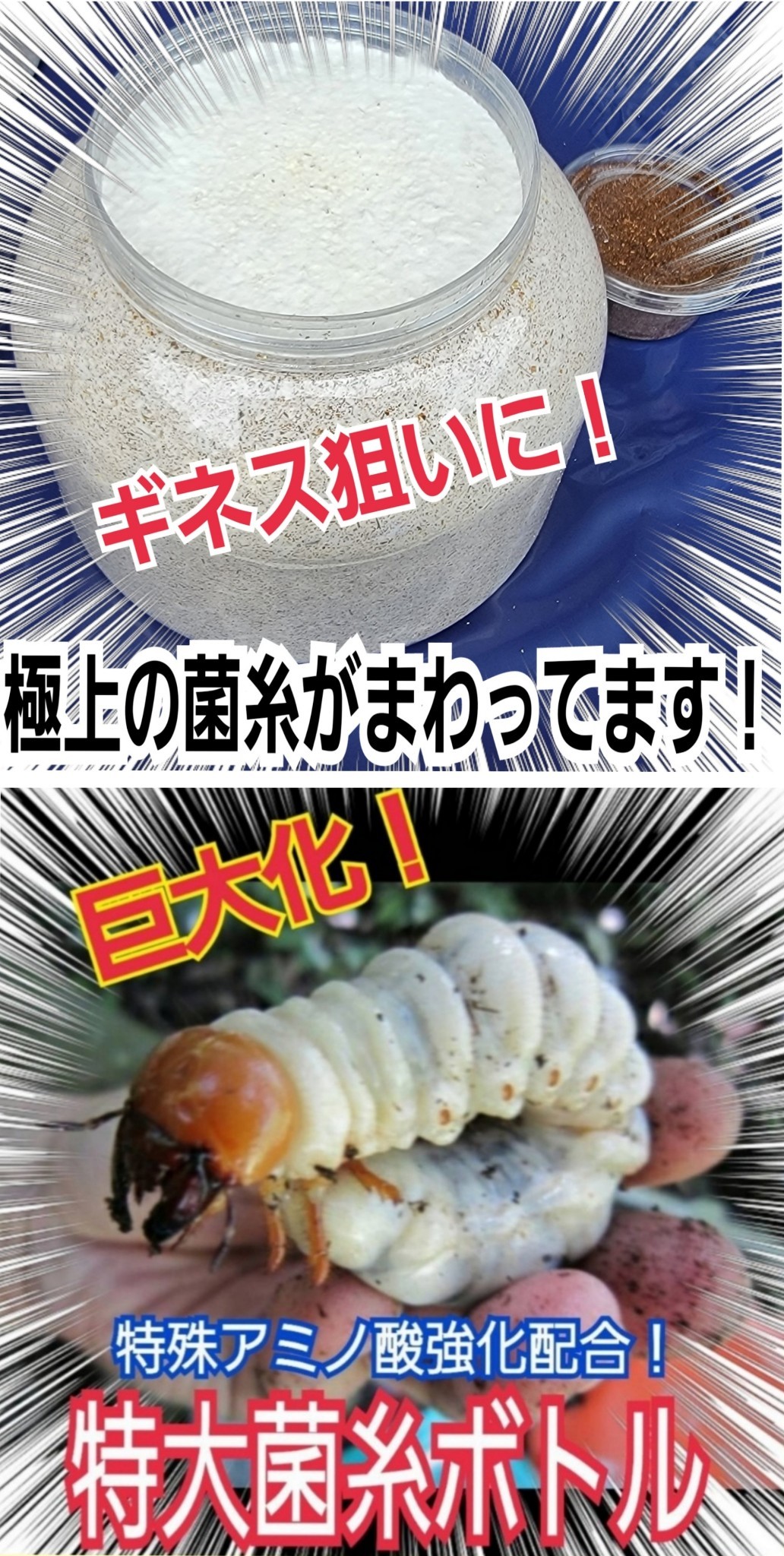 極上！カワラタケ菌糸瓶【5本】特殊アミノ酸強化配合！タランドゥス