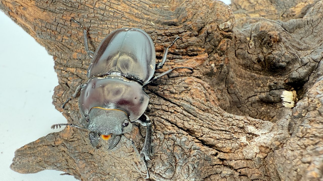 石垣 チャイロマルバネ ペア ヤエヤママルバネクワガタ石垣島野底岳産ペア