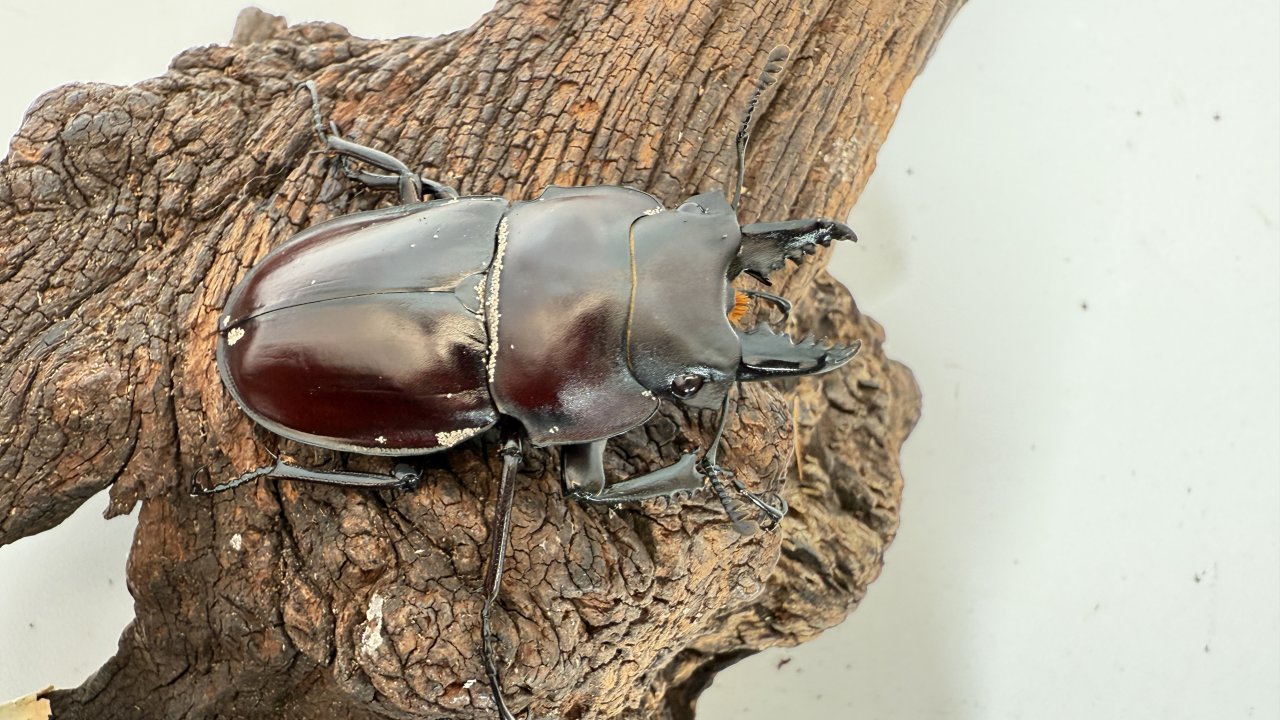 ヤエヤママルバネクワガタの飼育方法｜ペアリングから幼虫管理まで