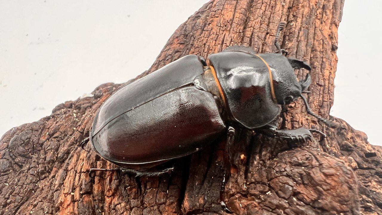 ケルブスミヤマ（ユーロミヤマ）の飼育方法｜ペアリングから幼虫管理