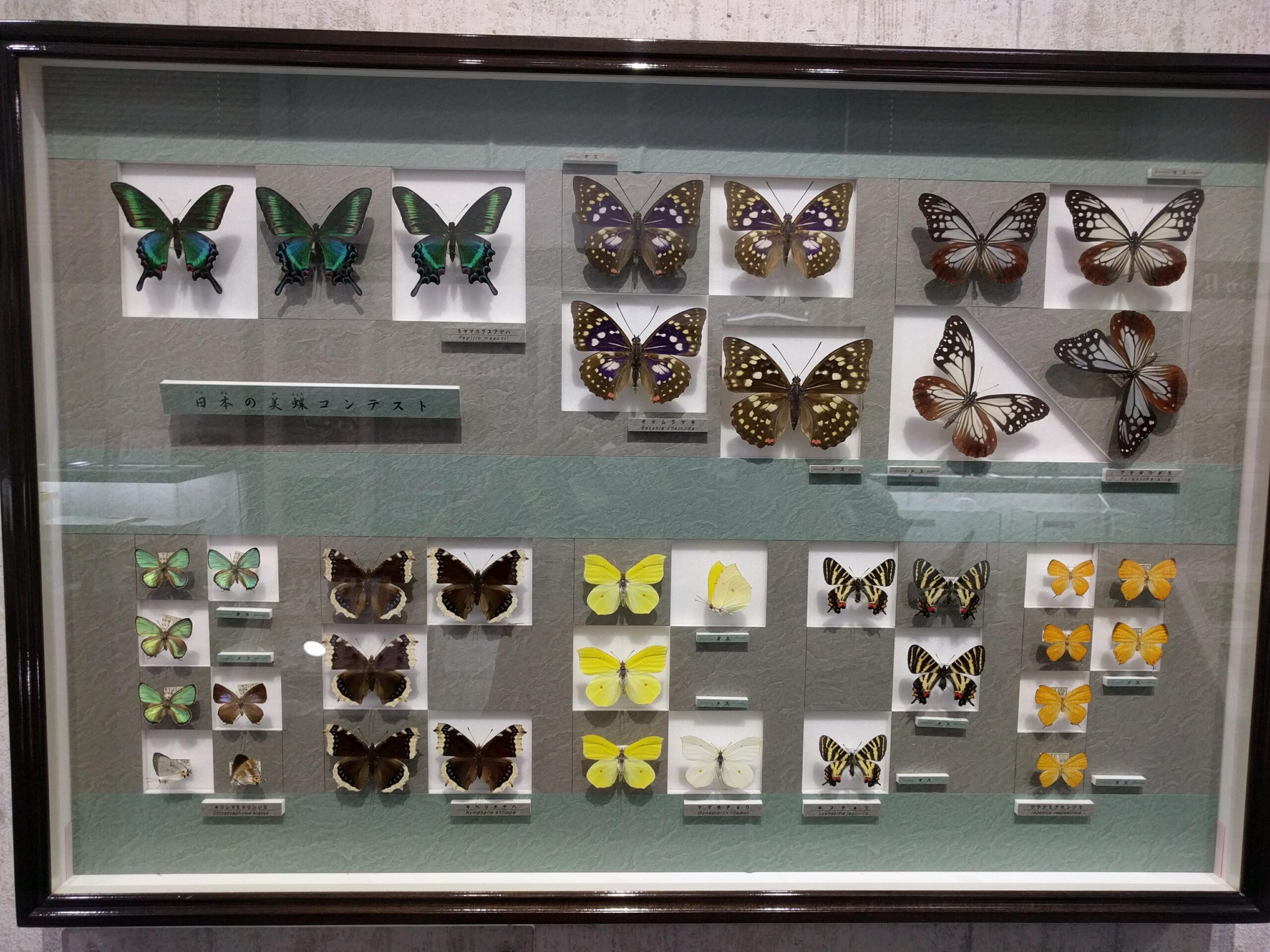 岐阜】名和昆虫博物館【B級】｜2nd mania