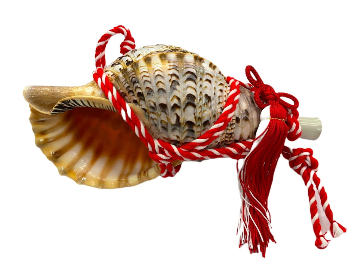 沖縄産 法螺貝 ホラガイ ほら貝 法螺貝（ホラガイ）│ つは琉球店