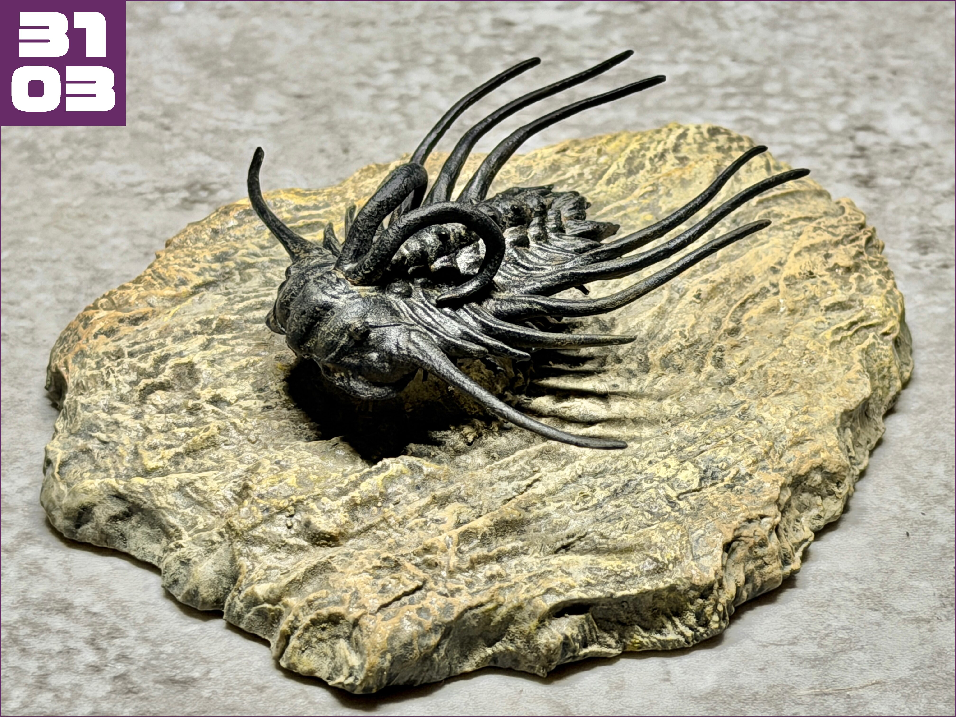 ディクラヌルスの化石 - 夢づくり工房 SAKAI SATOMI website