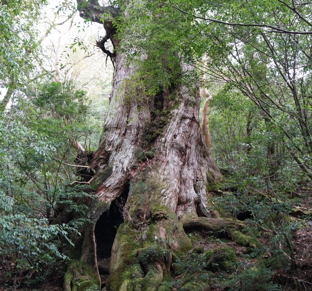 大王杉 | ニッポン旅マガジン