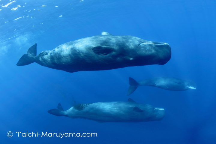 マッコウクジラとの水中ランデヴー🐳 - 丸山太一