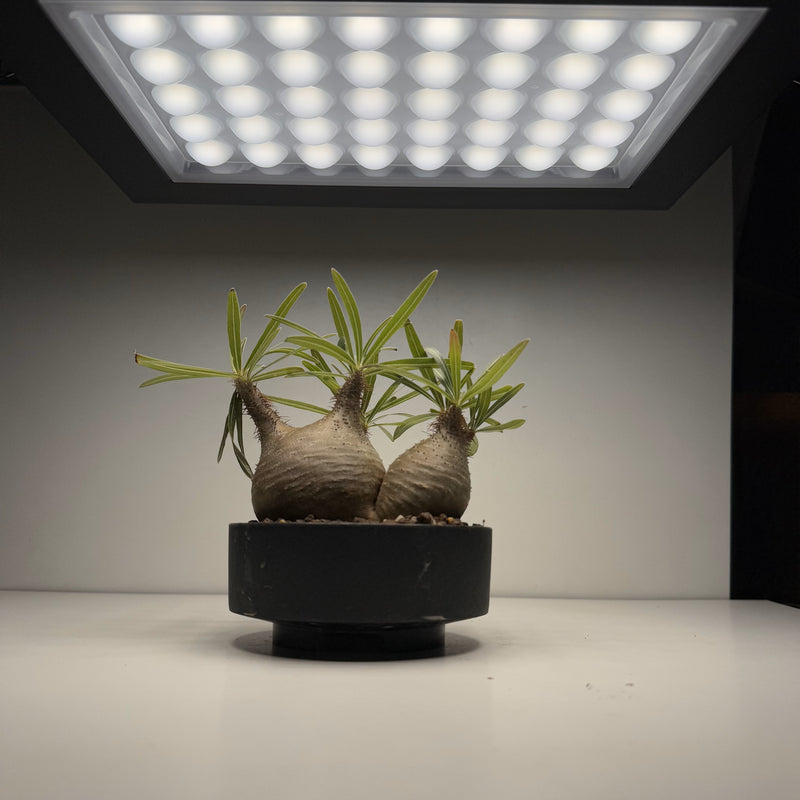 BARREL】ROKI-350 パネルライト – TaiShoDo ONLINE SHOP