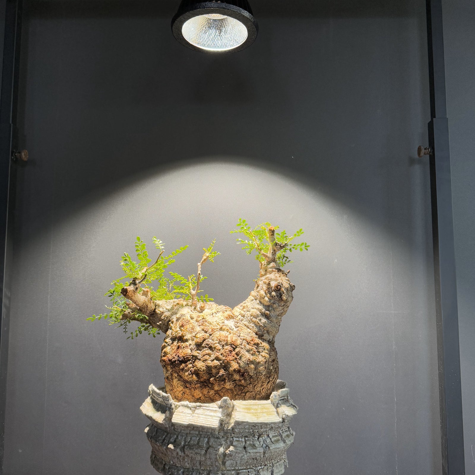 BARREL】TSUKUYOMI BLACK EDITION – TaiShoDo ONLINE SHOP