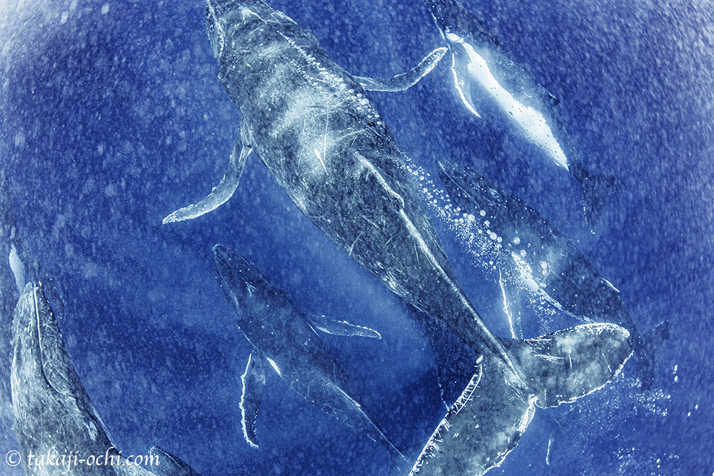 真作】版画 技法不明 地中海の風景 輝く青と白のコントラスト V114 真