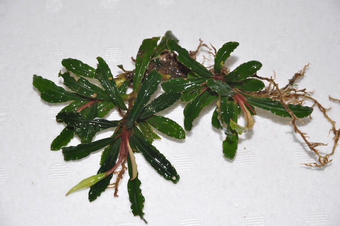 G*k様 ブセファランドラ Motleyana 新芽沢山あり5株トリム可能