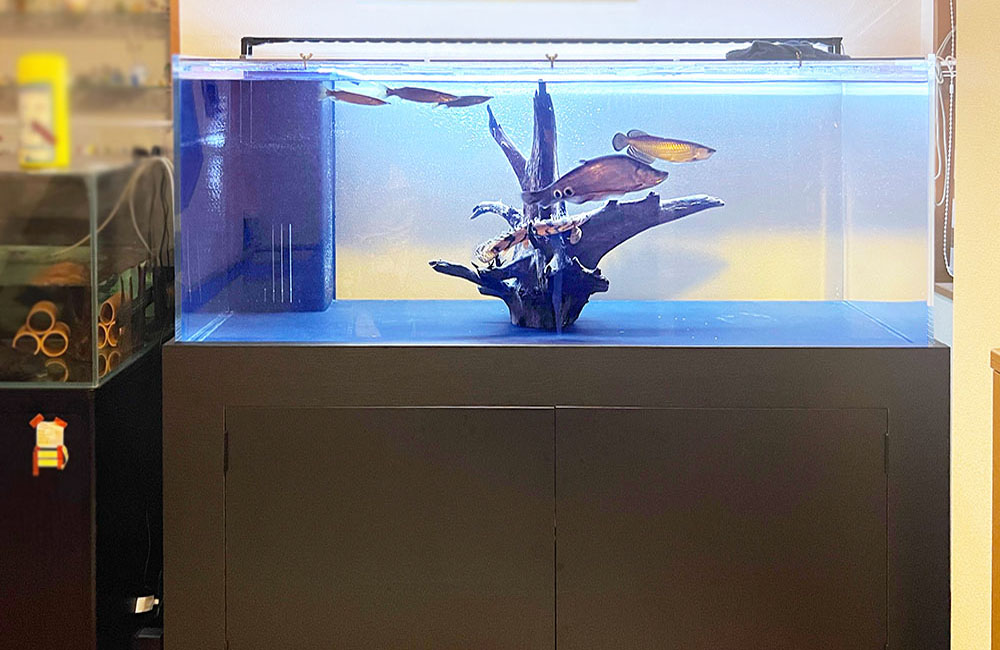 150cmの特注水槽を販売・設置！古代魚たちのかっこよさが際立つ水槽