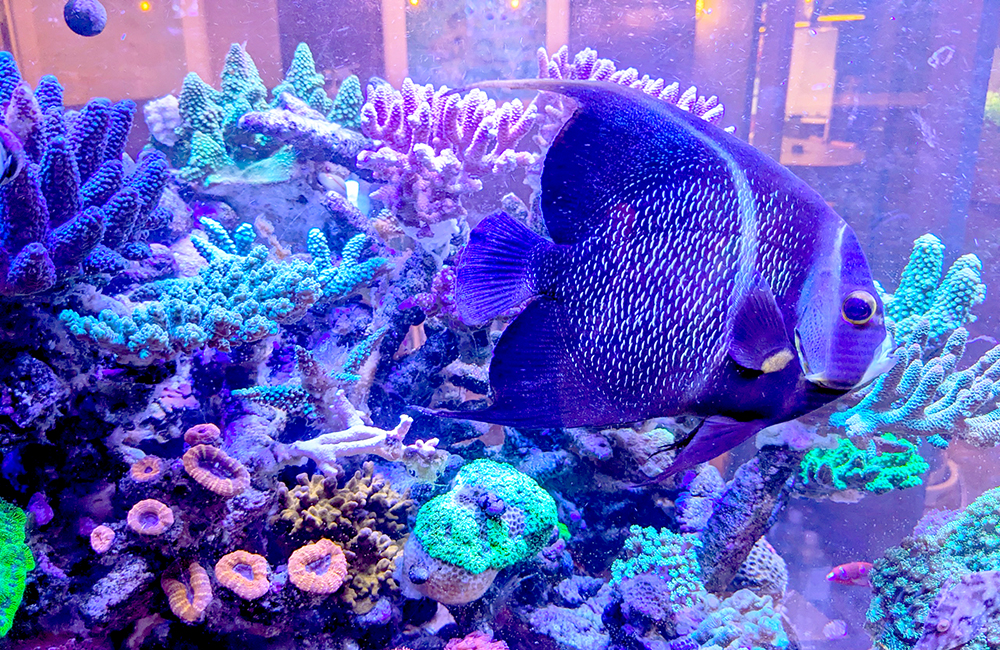 ボルクスジャパン Grassy Wing2 60 Marine 海水用 ボルクスジャパン