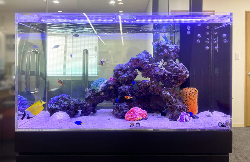 プロテインスキマーの機能と水槽サイズ別おすすめ機種！注意点も解説