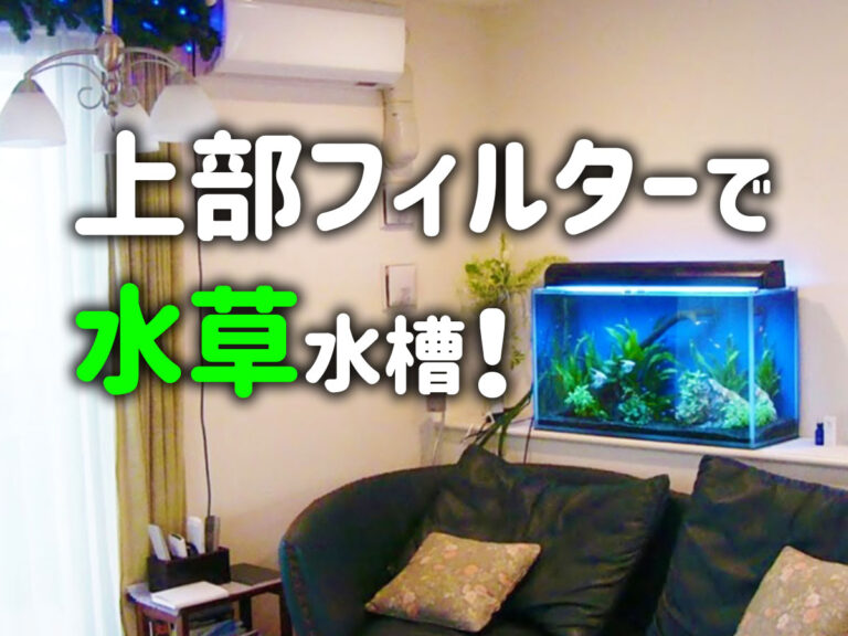 上部フィルターで楽しむ水草水槽・注意点と工夫・水草育成法を解説