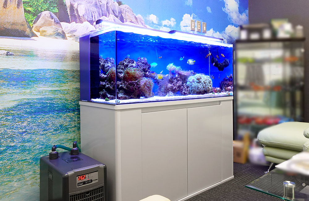 企業様の120cmサンゴ水槽その後！バブルコーラルが大きく育ちました