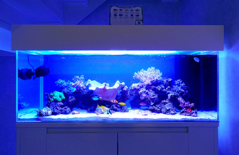 ✏新品アク抜き不要 人工ライブロック レプリカ 60cm以上海水水槽用