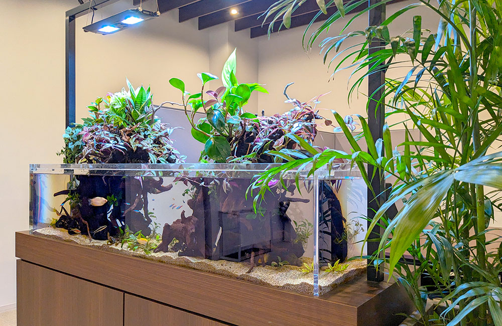 企業様の150cm大型アクアテラリウム水槽！その後の様子｜東京アクア
