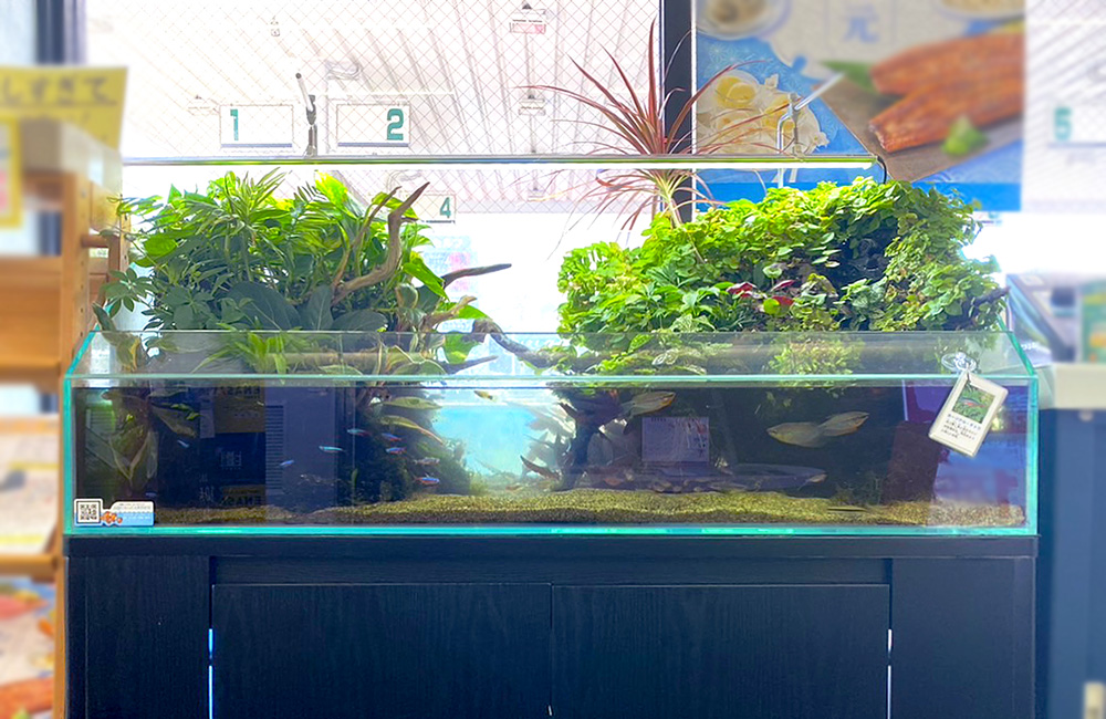 店舗様のアクアテラリウム水槽！植物と熱帯魚たちが美しいその後の様子