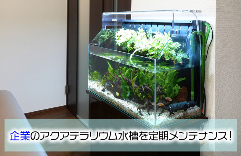 アクアテラリウム水槽のレンタル・リース｜東京アクアガーデン