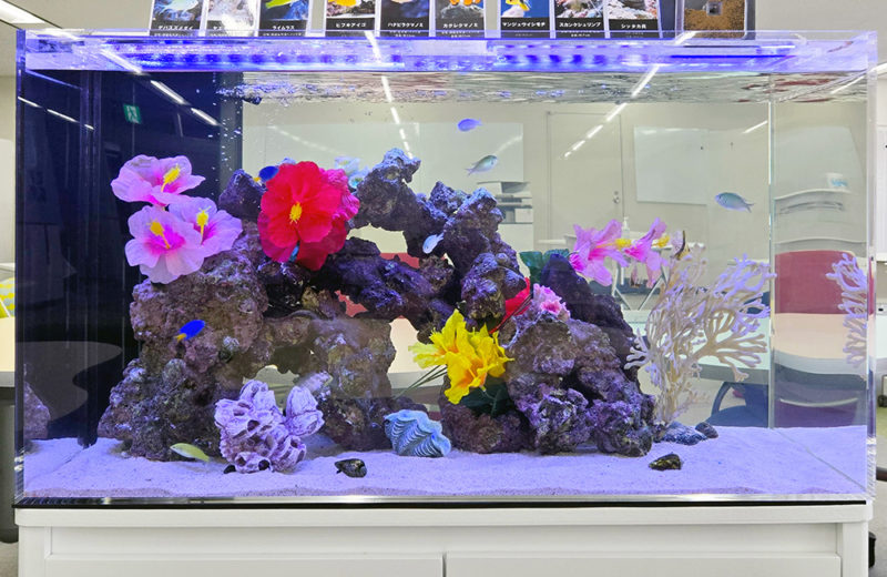 海水魚 飼育セット一式 引取り限定 東京荒川区 海水魚 飼育セット一式