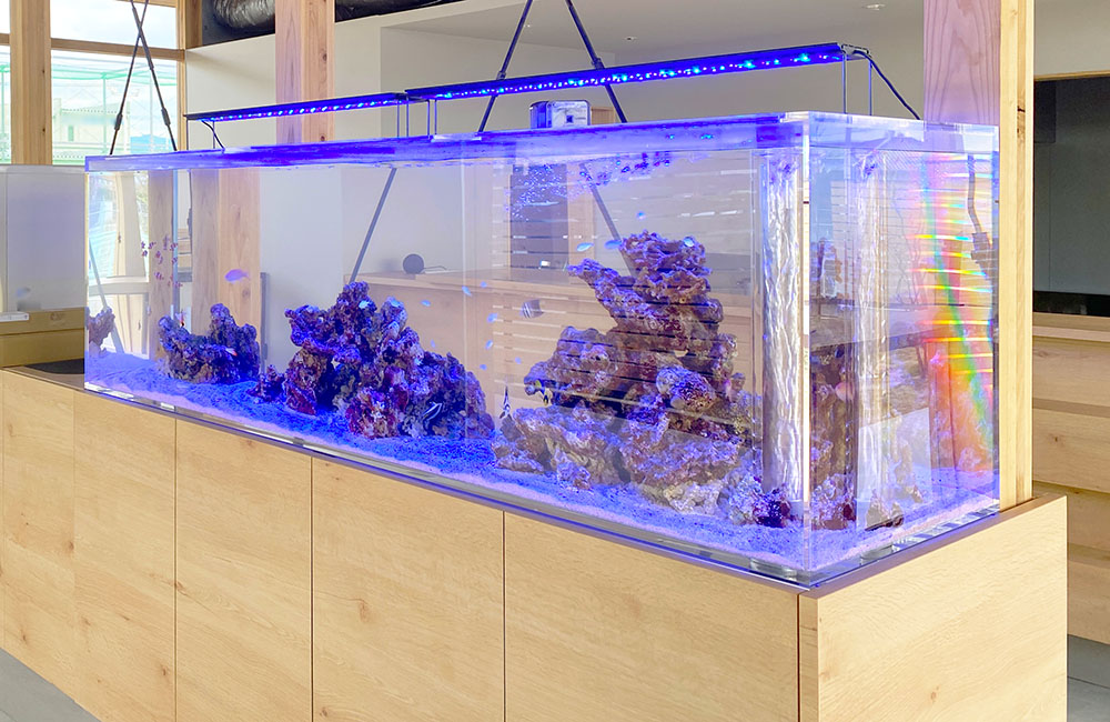 飲食店様に2mの特注海水魚水槽を販売！定期メンテナンスしています