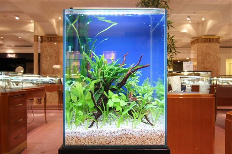 日本橋 オフィスのエントランス 150cmアクアテラリウム水槽 販売事例